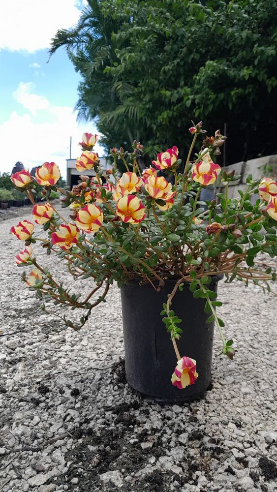 portulaca-hybrids-purslane-rose-moss