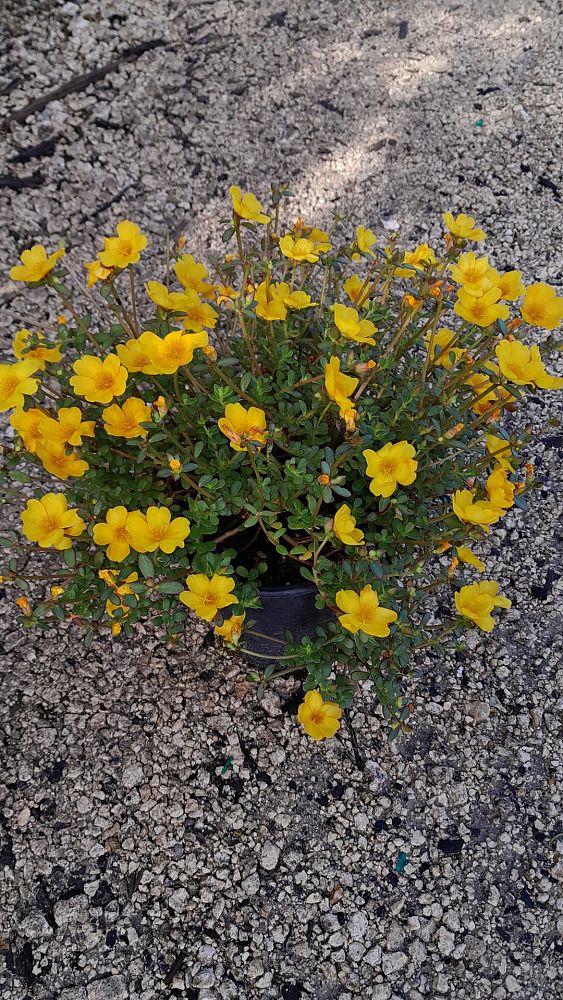 portulaca-mega-pazzaz-vivid-gold-purslane