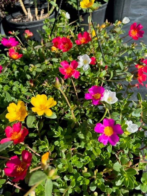 portulaca-purslane-rose-moss