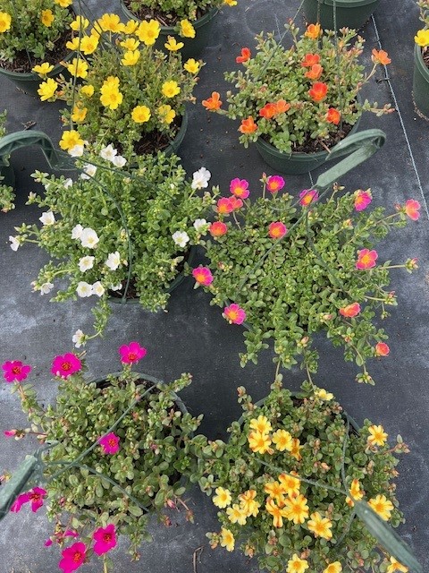 portulaca-purslane-rose-moss