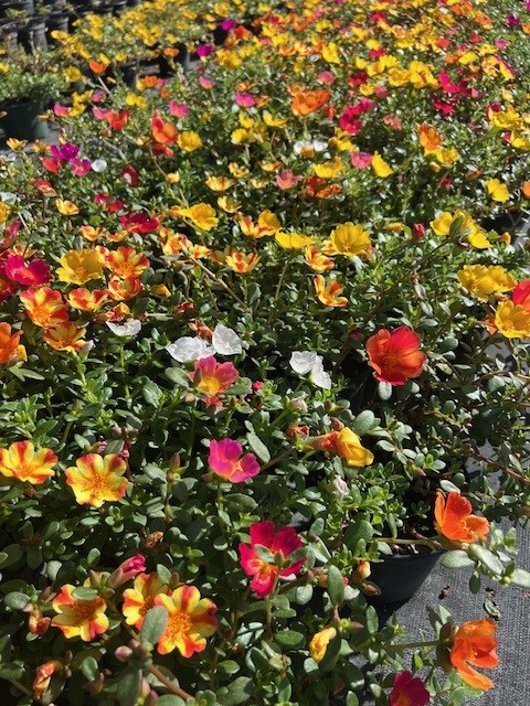 portulaca-purslane-rose-moss