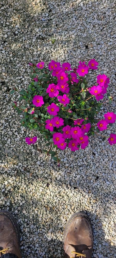 portulaca-purslane-rose-moss