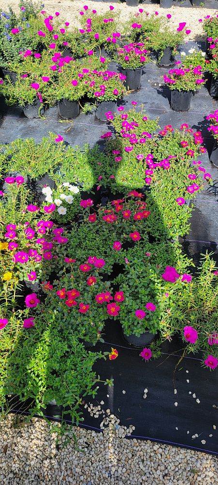 portulaca-purslane-rose-moss