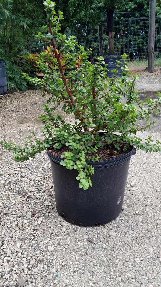 portulacaria-afra-elephant-bush