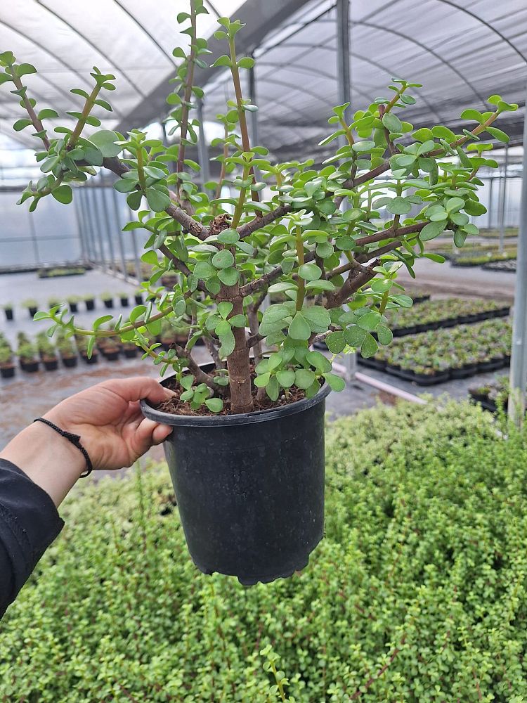 portulacaria-afra-elephant-bush