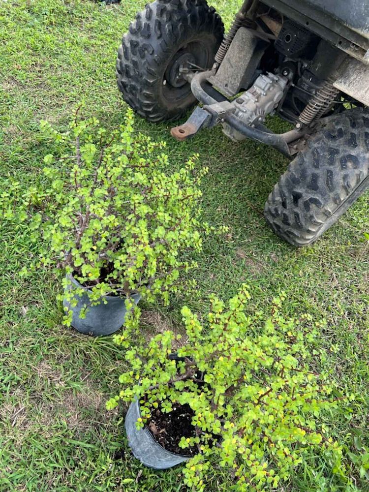 portulacaria-afra-minima-elephant-bush