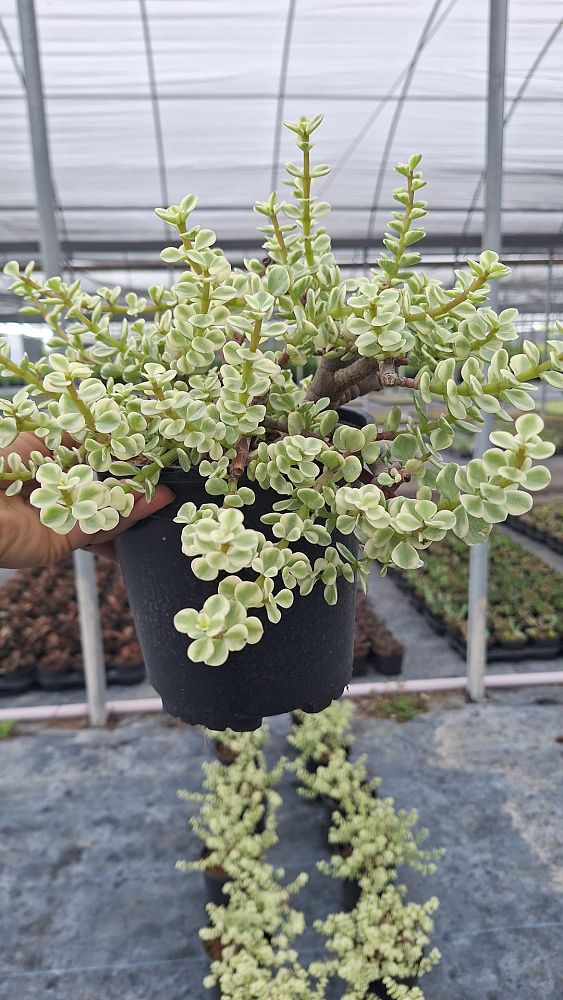 portulacaria-afra-variegata-elephant-food-elephant-plant-miniature-jade-plant-small-leaf-jade-spekboom-elephant-bush