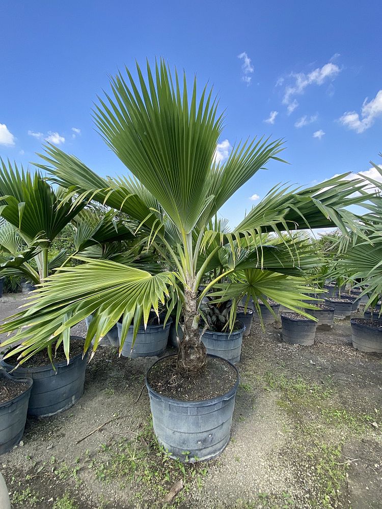 pritchardia-pacifica-fiji-fan-palm