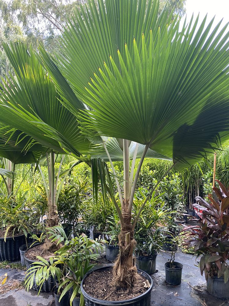 pritchardia-pacifica-fiji-fan-palm