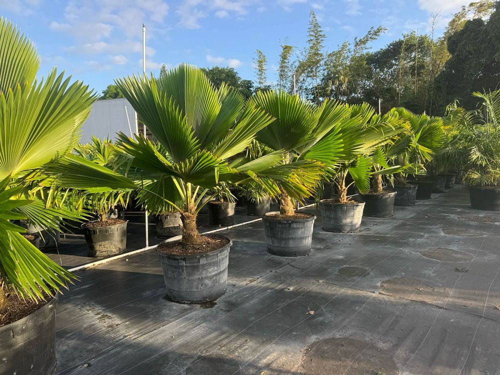 pritchardia-pacifica-fiji-fan-palm