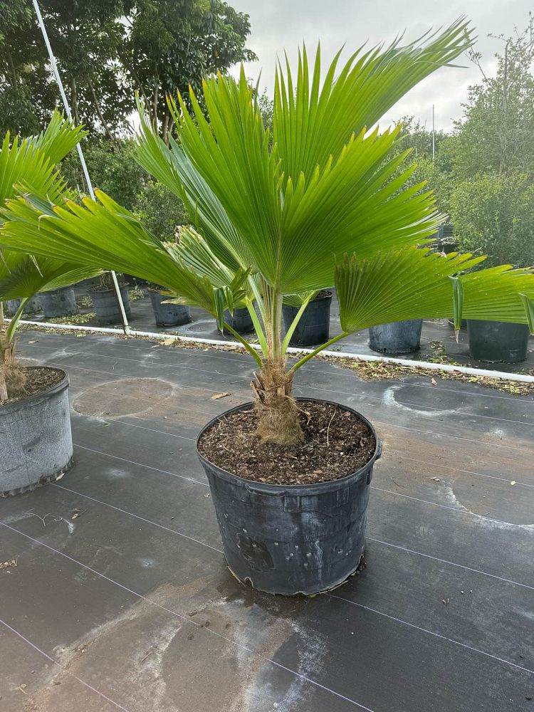 pritchardia-pacifica-fiji-fan-palm