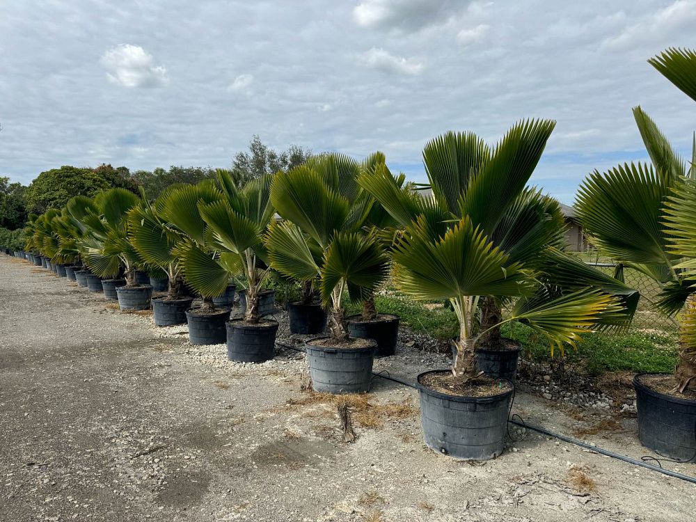 pritchardia-pacifica-fiji-fan-palm