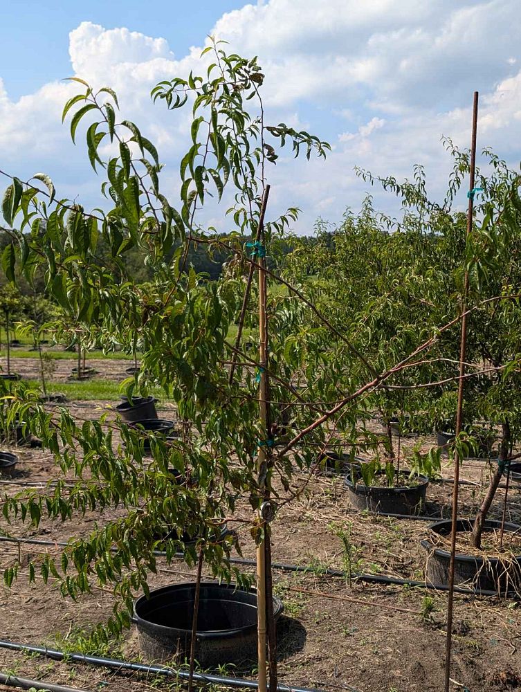 prunus-angustifolia-chickasaw-plum-cherokee-plum-florida-sand-plum-sandhill-plum-sand-plum