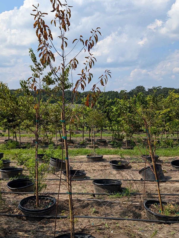 prunus-angustifolia-chickasaw-plum-cherokee-plum-florida-sand-plum-sandhill-plum-sand-plum