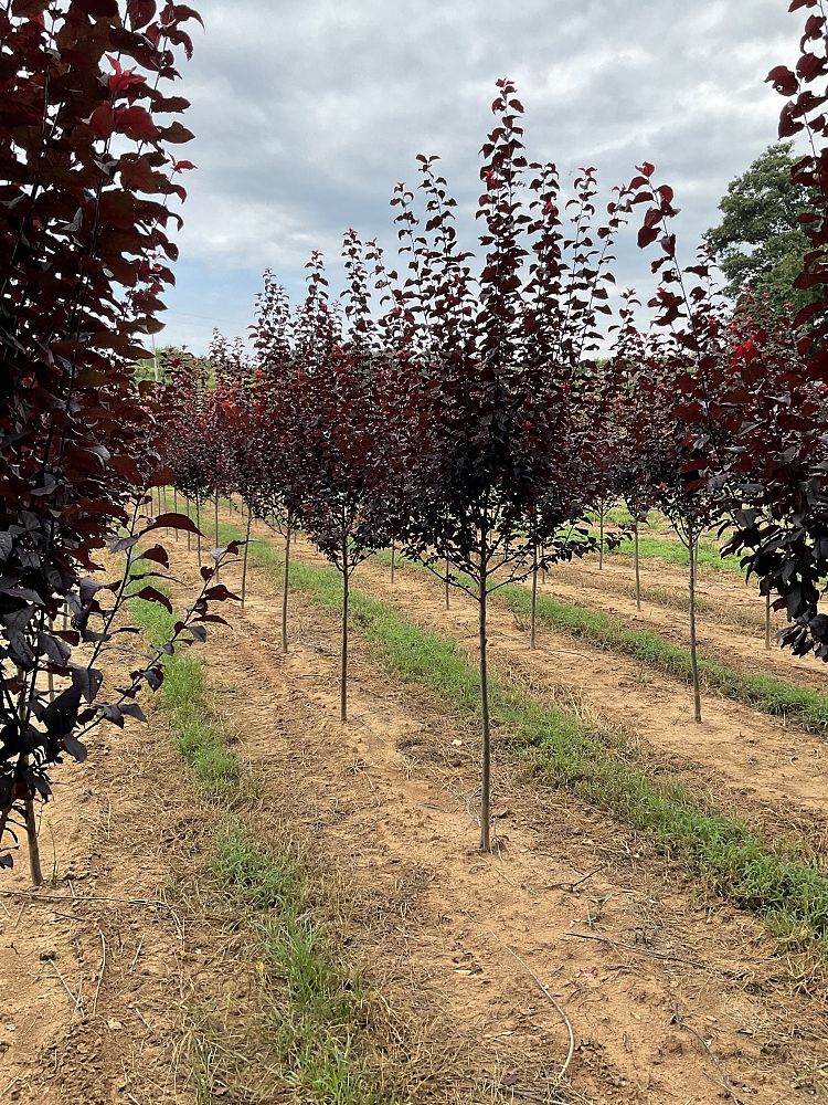 prunus-cerasifera-krauter-vesuvius-purple-cherry-plum