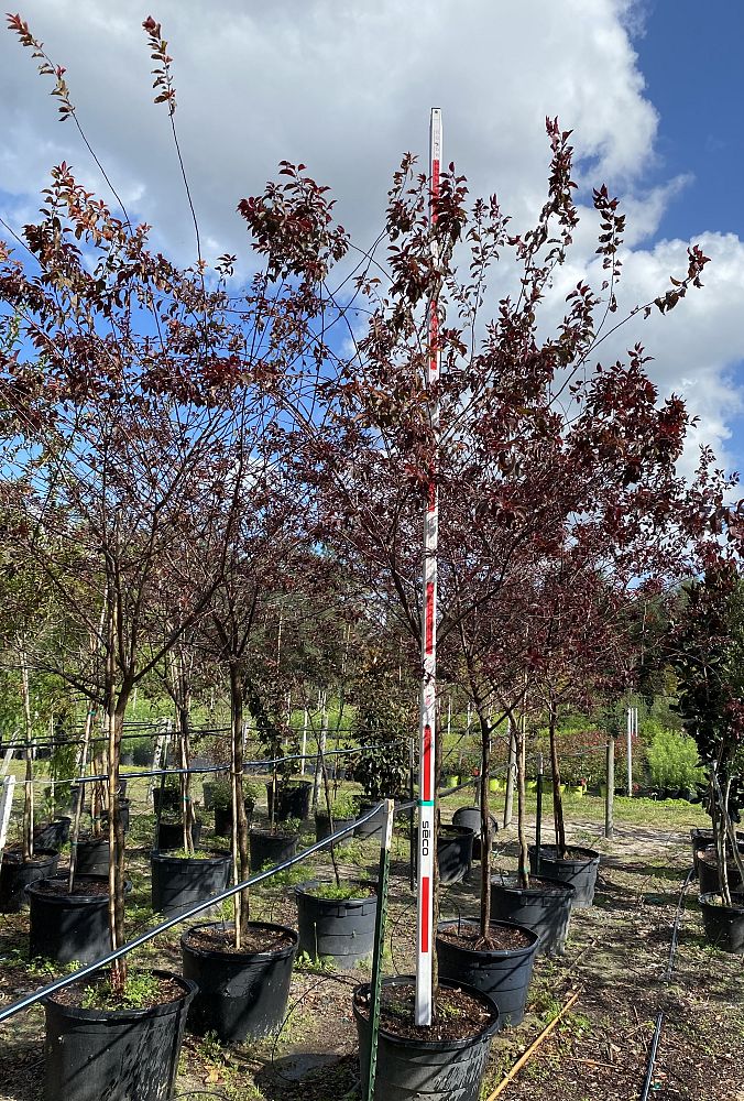 prunus-cerasifera-st-lukes-purple-leaf-cherry-plum