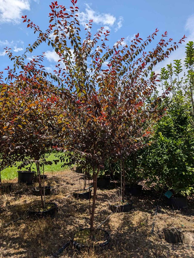 prunus-cerasifera-st-lukes-purple-leaf-cherry-plum