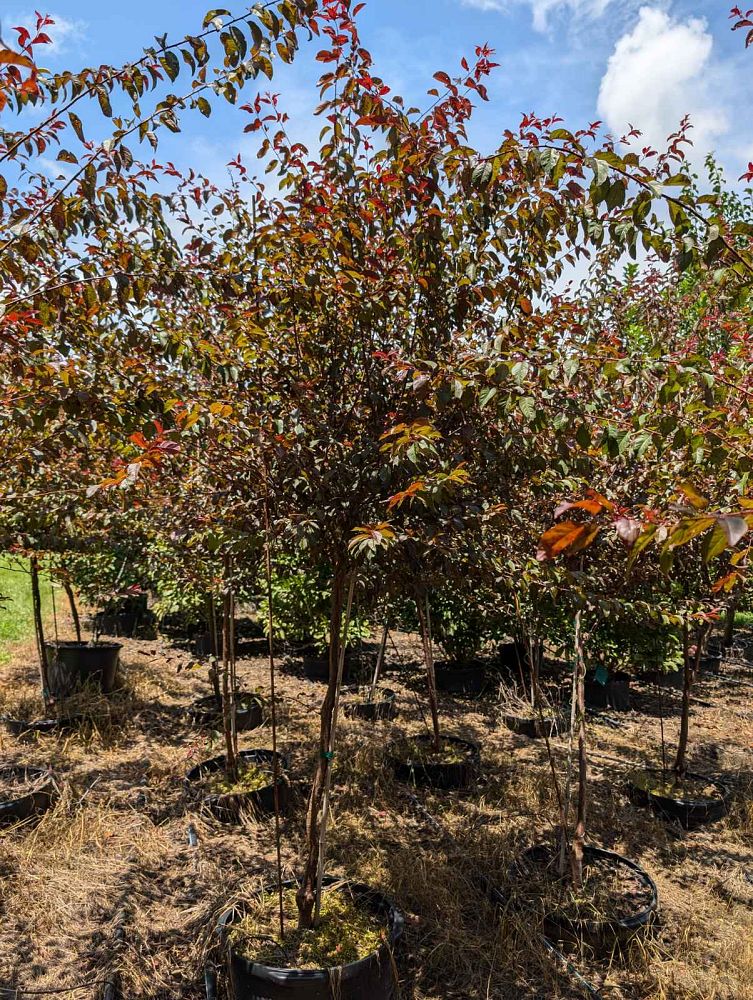 prunus-cerasifera-st-lukes-purple-leaf-cherry-plum