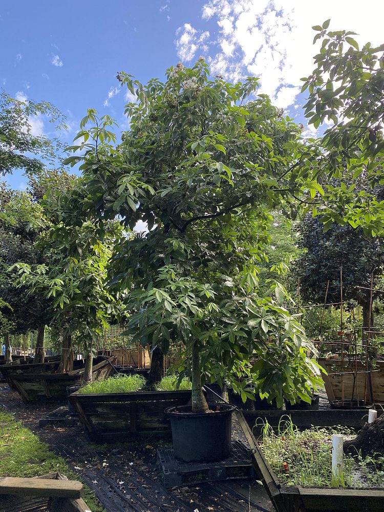 pseudobombax-ellipticum-shaving-brush-tree-pink-pseudobombax-grandiflorum