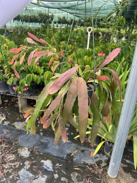 pseudorhipsalis-ramulosa-red-mistletoe-cactus