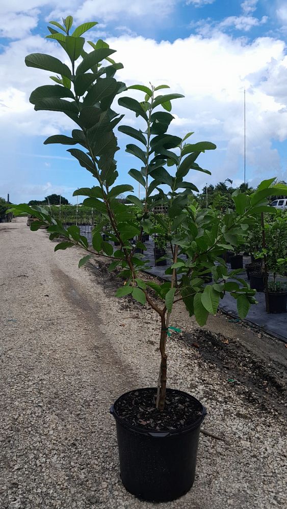 psidium-guajava-guava