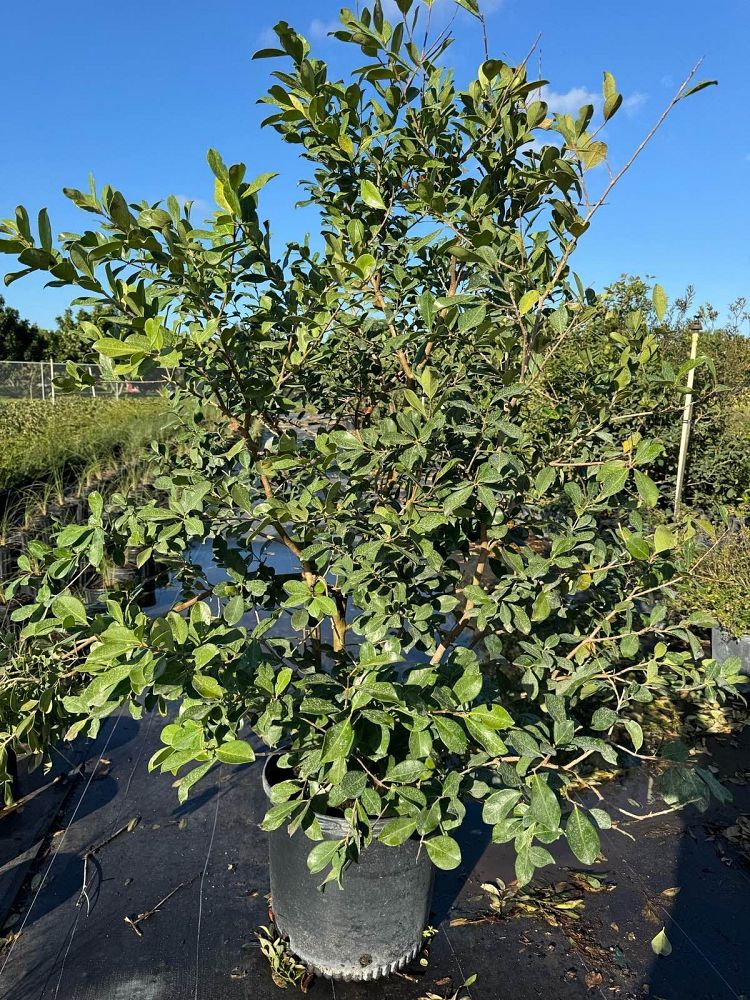 psidium-littorale-cattley-guava-strawberry-guava