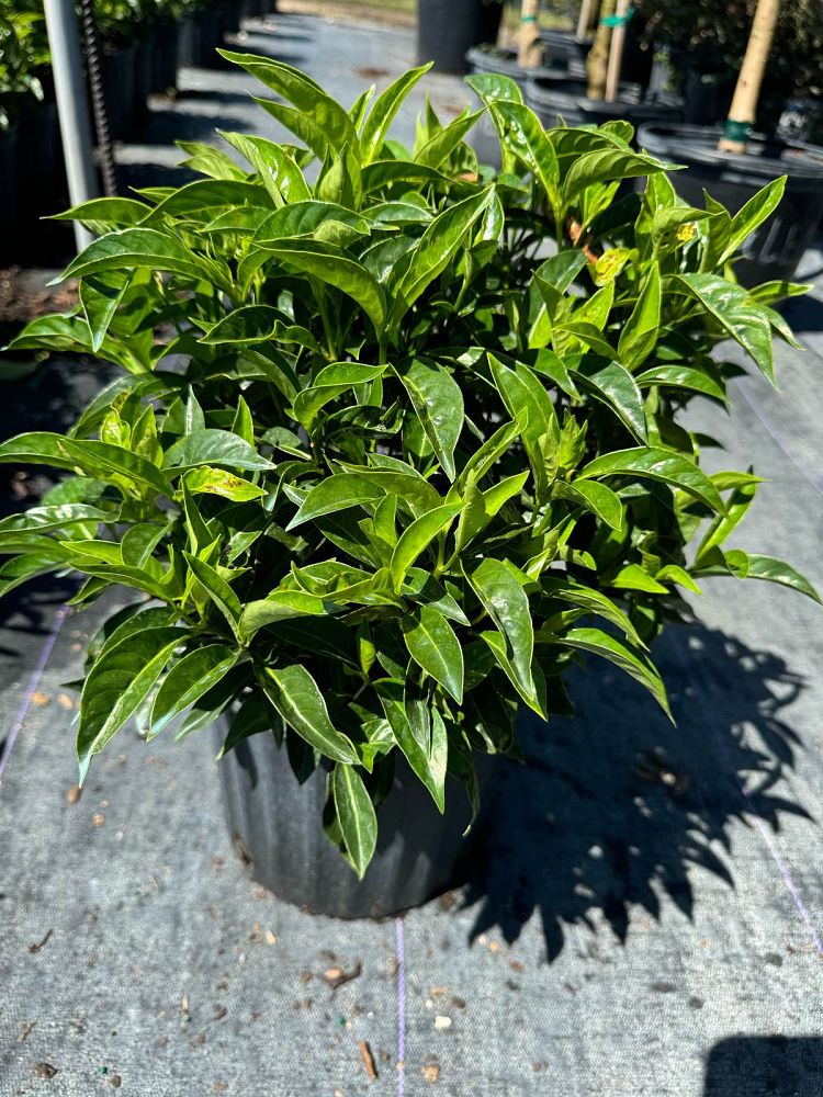 psychotria-ligustrifolia-psychotria-bahamensis-bahama-wild-coffee