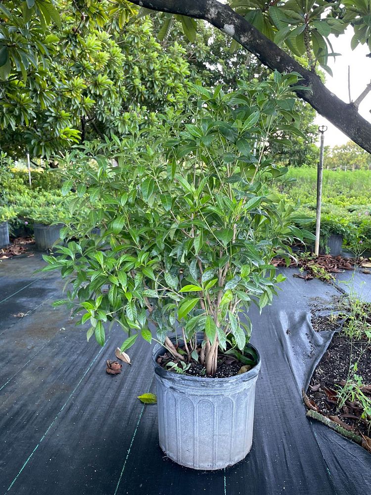 psychotria-ligustrifolia-psychotria-bahamensis-bahama-wild-coffee