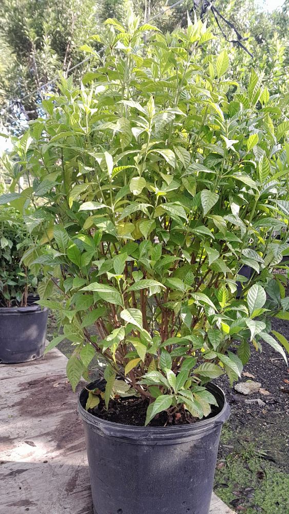 psychotria-ligustrifolia-psychotria-bahamensis-bahama-wild-coffee