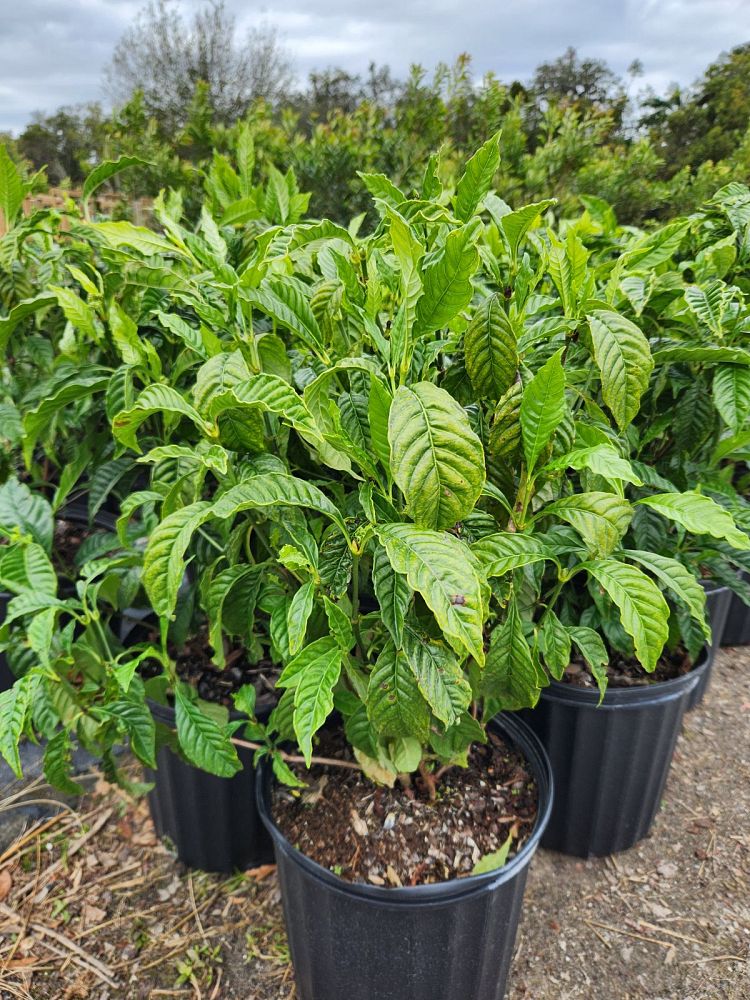 psychotria-nervosa-little-psycho-wild-coffee