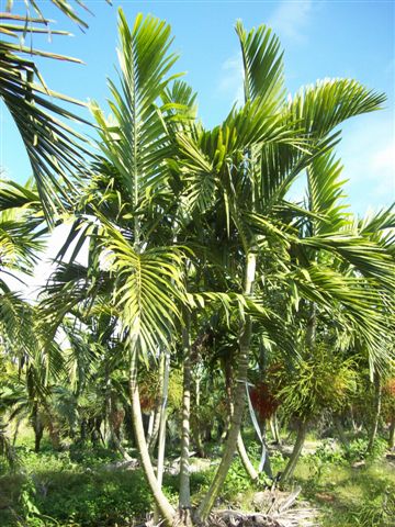 ptychosperma-elegans-alexander-palm-solitaire-palm