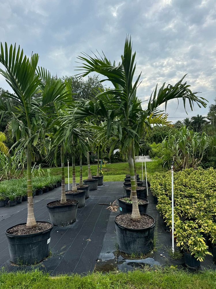 ptychosperma-elegans-alexander-palm-solitaire-palm