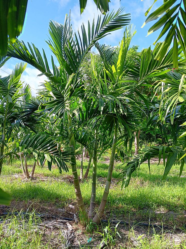 ptychosperma-elegans-alexander-palm-solitaire-palm