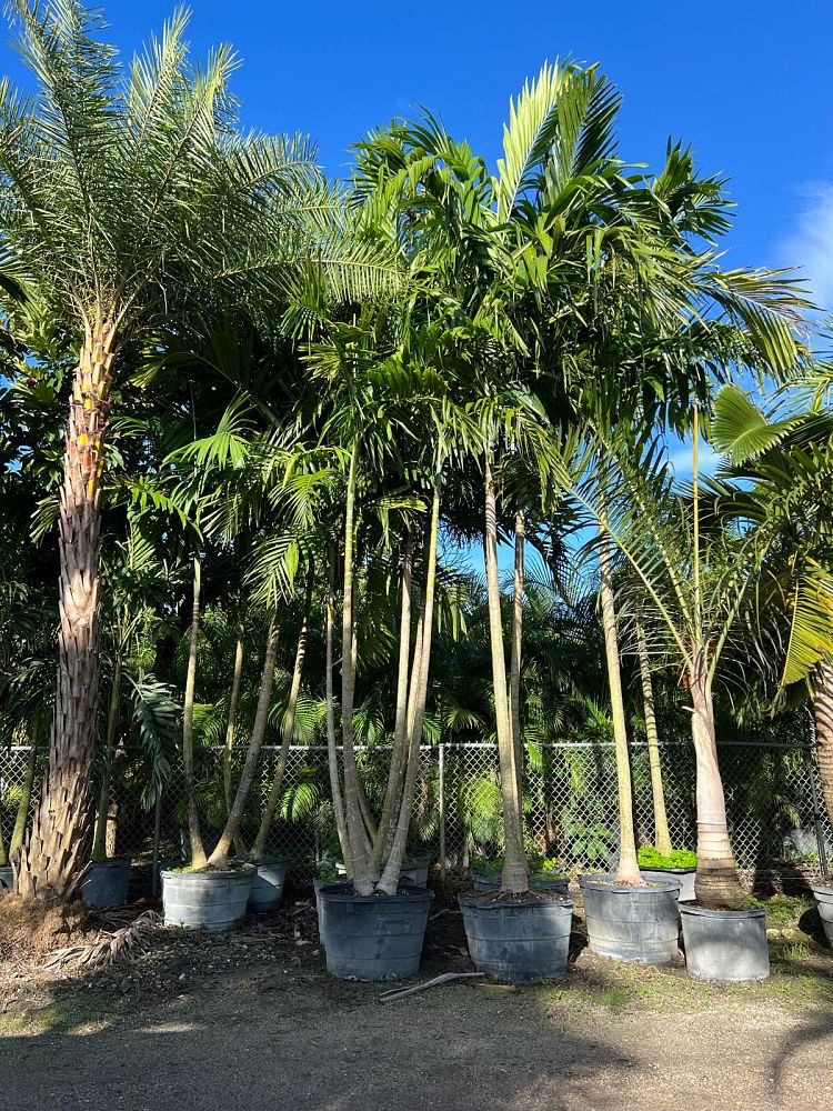 ptychosperma-elegans-alexander-palm-solitaire-palm