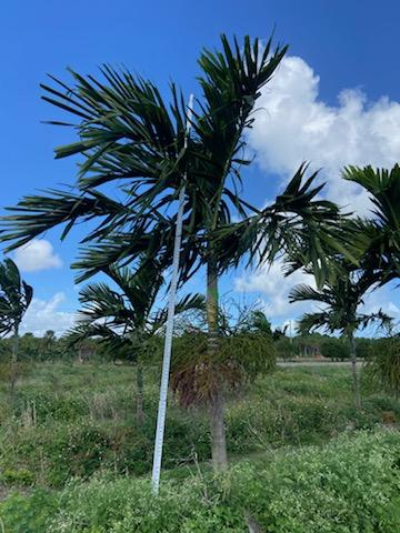 ptychosperma-elegans-alexander-palm-solitaire-palm