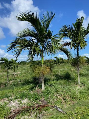 ptychosperma-elegans-alexander-palm-solitaire-palm