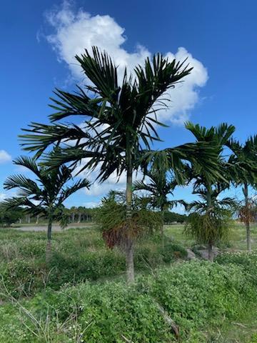 ptychosperma-elegans-alexander-palm-solitaire-palm