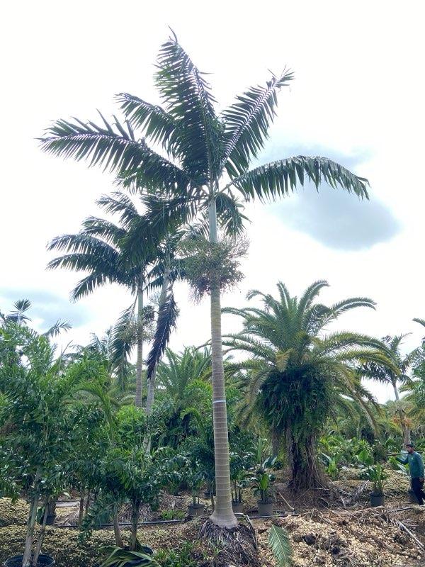 ptychosperma-elegans-alexander-palm-solitaire-palm