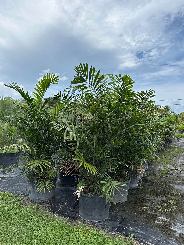 ptychosperma-macarthurii-macarthur-palm