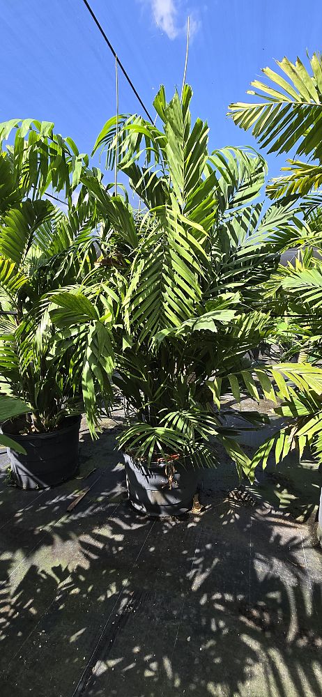 ptychosperma-macarthurii-macarthur-palm