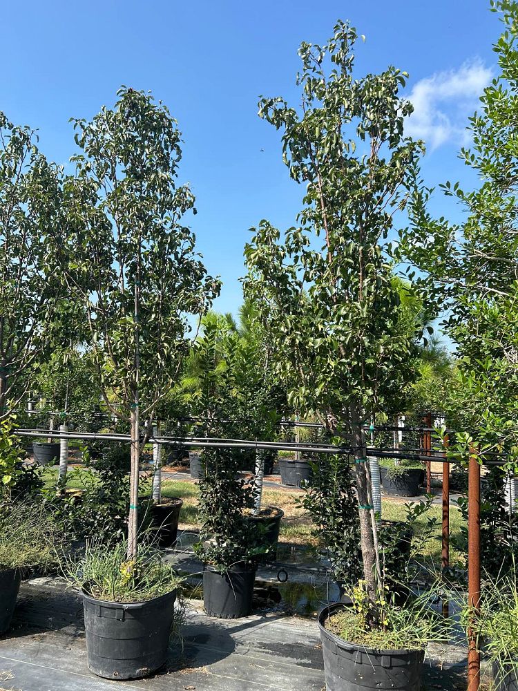 pyrus-calleryana-cleveland-pride-callery-pear