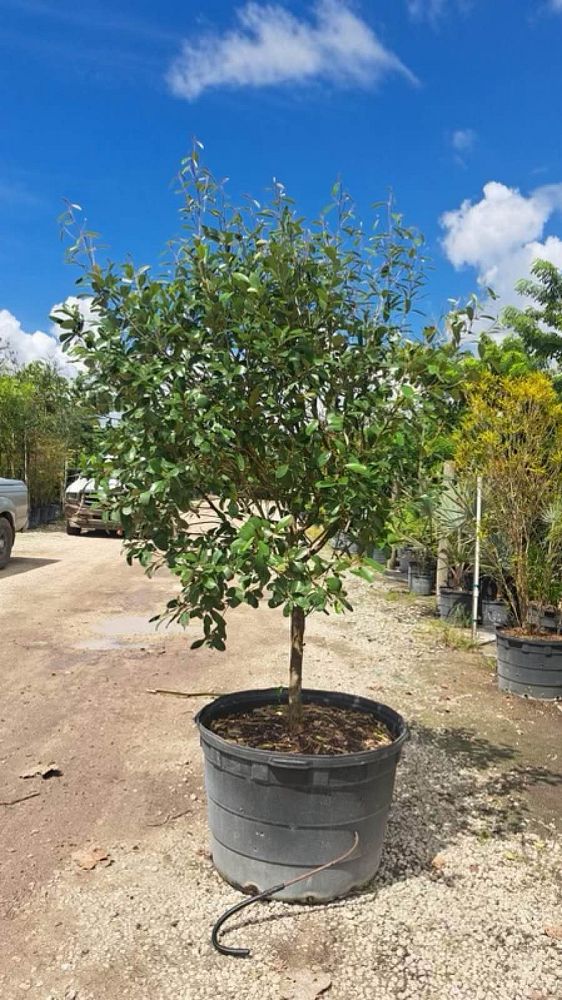 quadrella-jamaicensis-jamaican-caper-capparis-cynophallophora