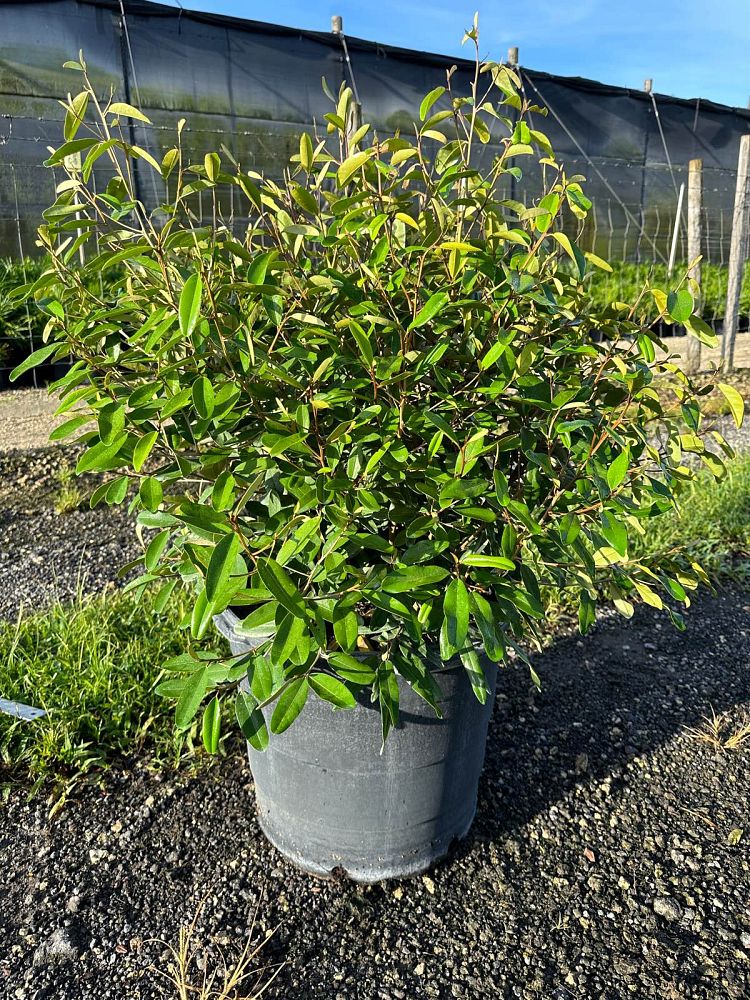 quadrella-jamaicensis-jamaican-caper-capparis-cynophallophora