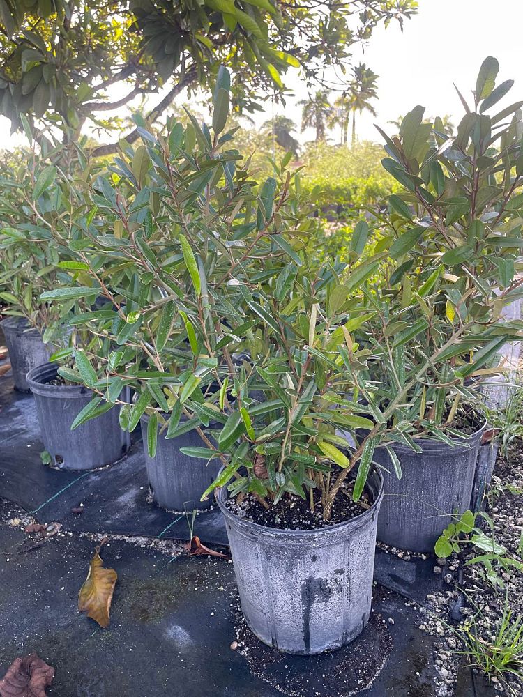 quadrella-jamaicensis-jamaican-caper-capparis-cynophallophora