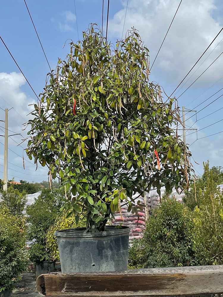 quadrella-jamaicensis-jamaican-caper-capparis-cynophallophora