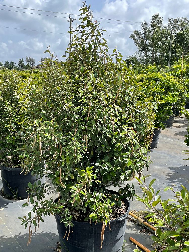 quadrella-jamaicensis-jamaican-caper-capparis-cynophallophora