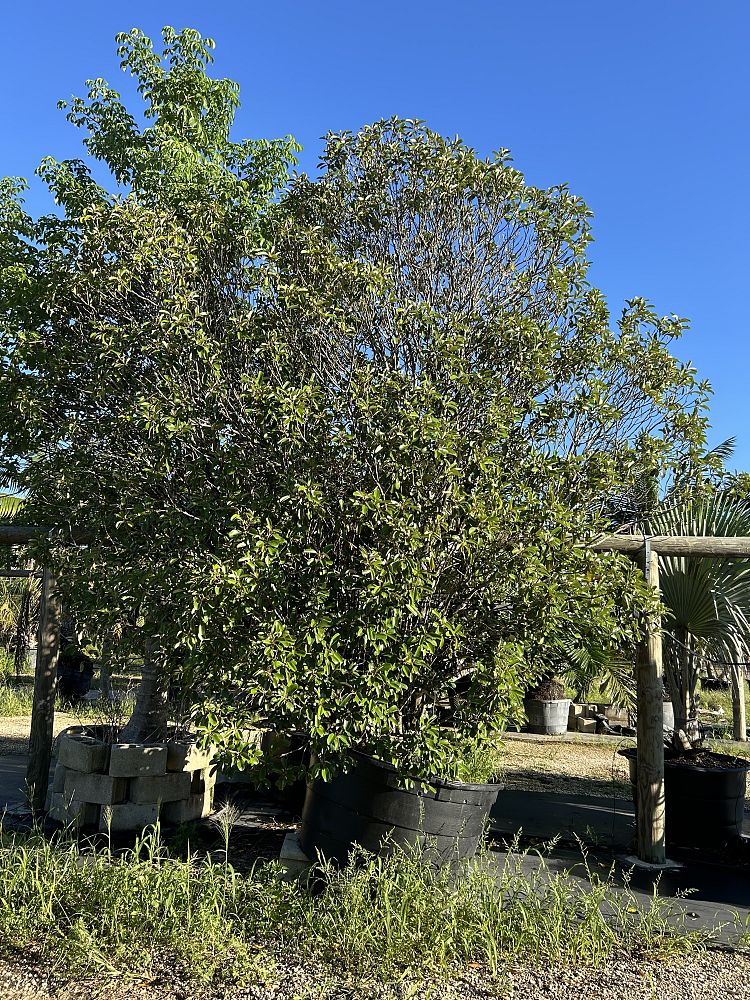 quadrella-jamaicensis-jamaican-caper-capparis-cynophallophora