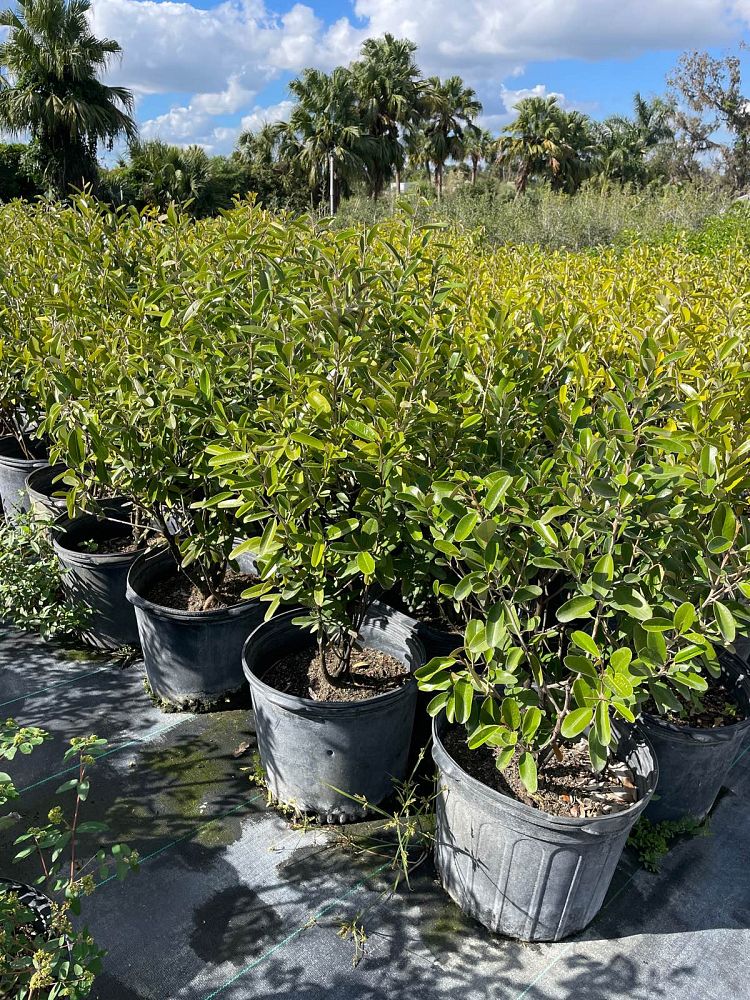 quadrella-jamaicensis-jamaican-caper-capparis-cynophallophora