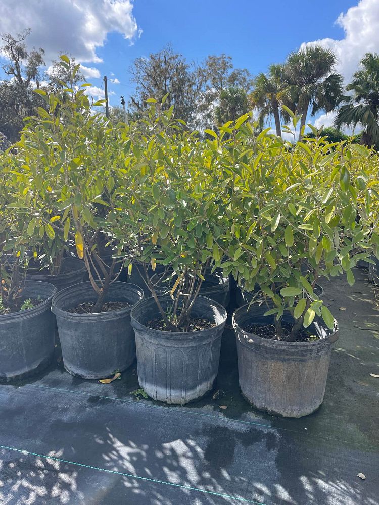 quadrella-jamaicensis-jamaican-caper-capparis-cynophallophora