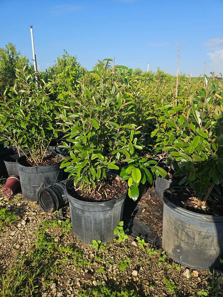 quadrella-jamaicensis-jamaican-caper-capparis-cynophallophora